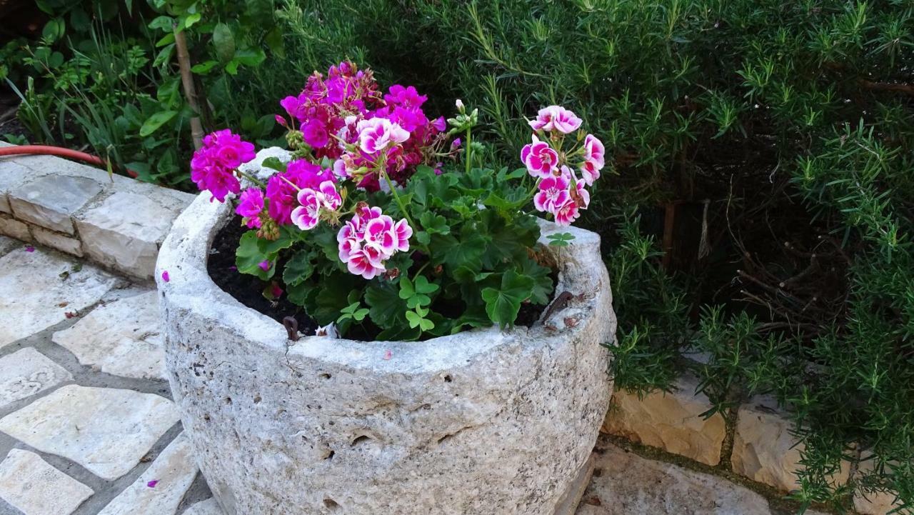 App Sorgo Daire Novigrad Istria Dış mekan fotoğraf
