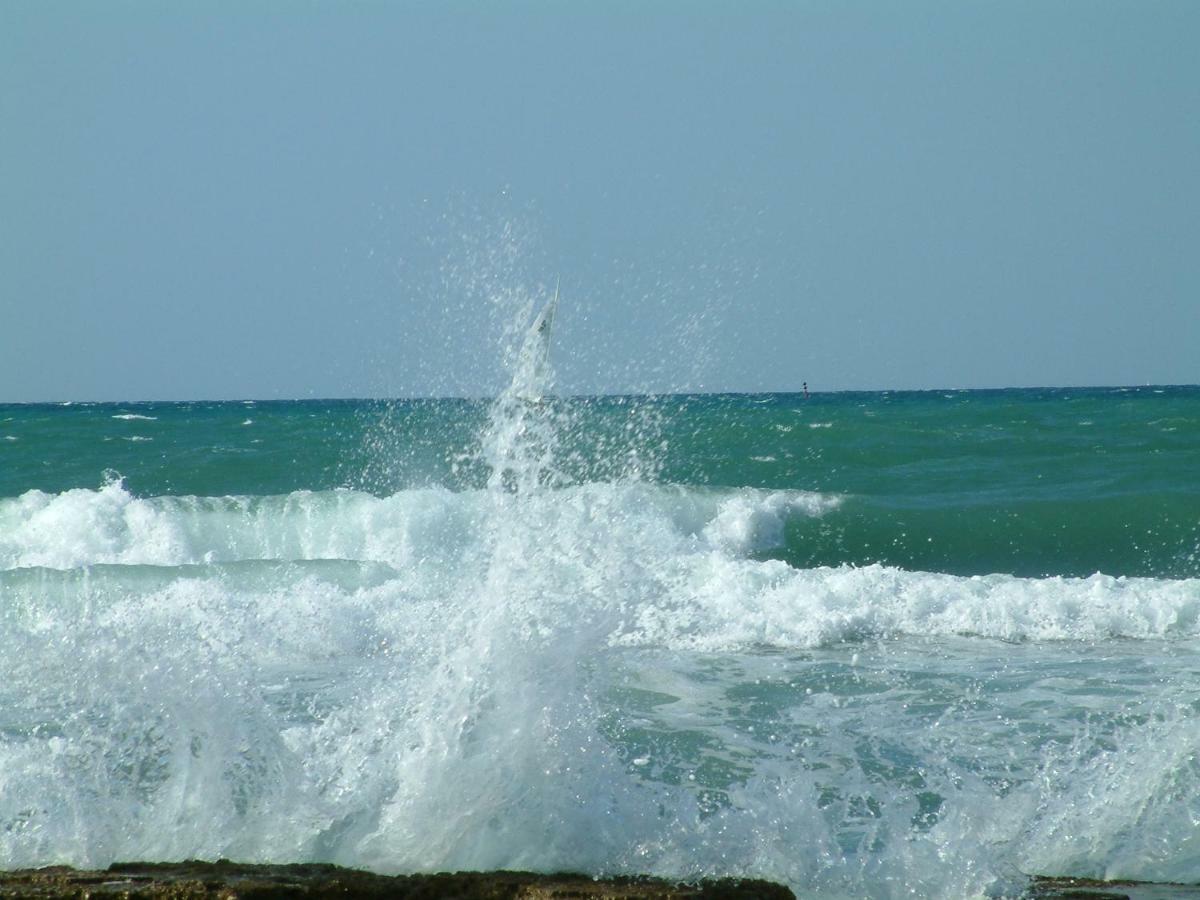 App Sorgo Daire Novigrad Istria Dış mekan fotoğraf
